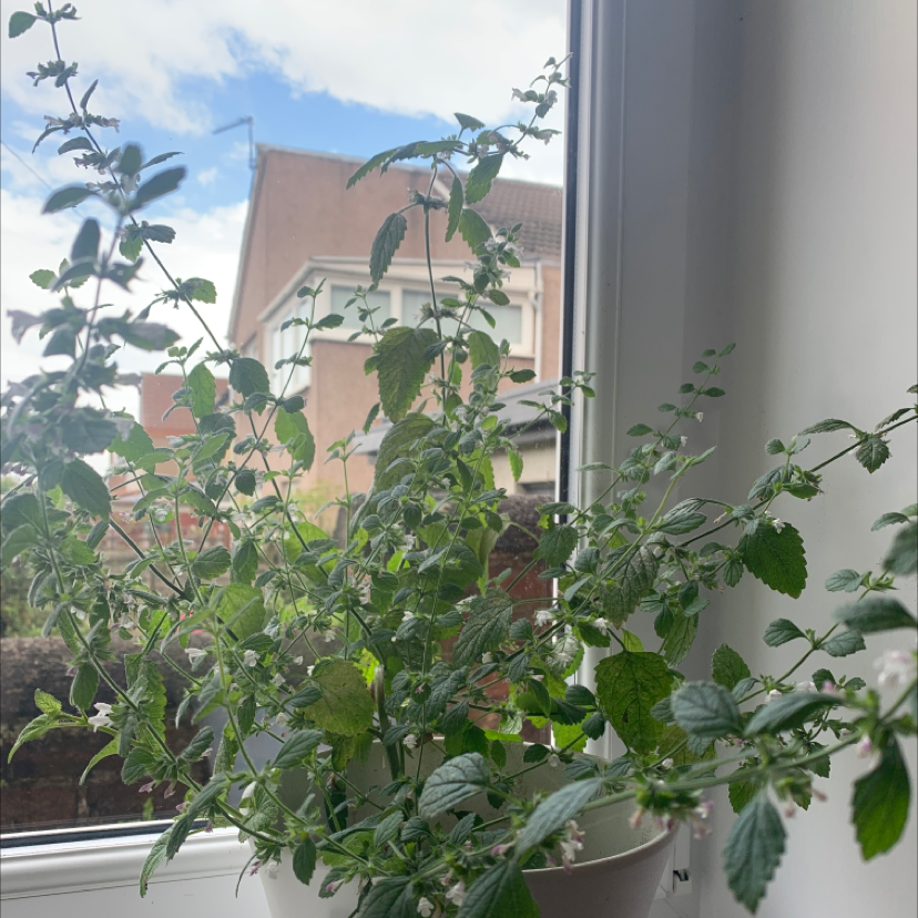 Photo of the plant species Lemon Balm by @claudia named oliver on Greg, the plant care app