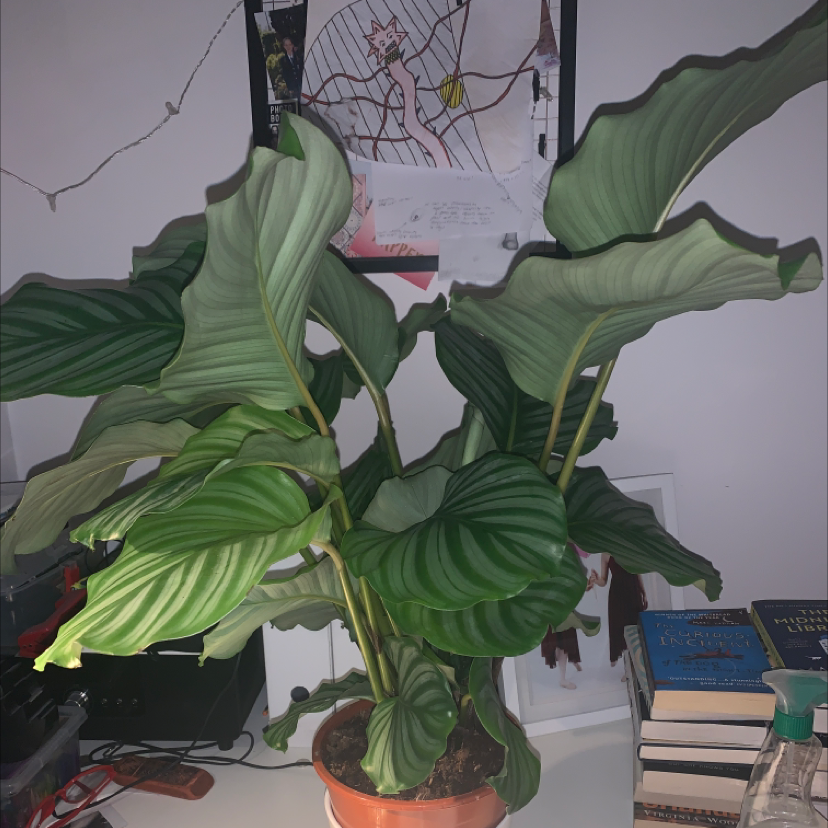 Calathea Orbifolia plant photo by @claudia named betty on Greg, the plant care app.