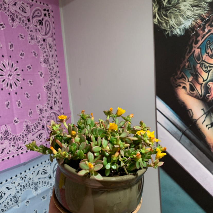 Potted Wingpod Purslane with yellow flowers, held by a hand, against a patterned cloth and tattooed arm background.