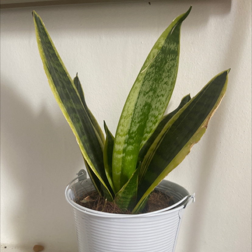 Snake Plant plant photo by Jess named Athena on Greg, the plant care app.
