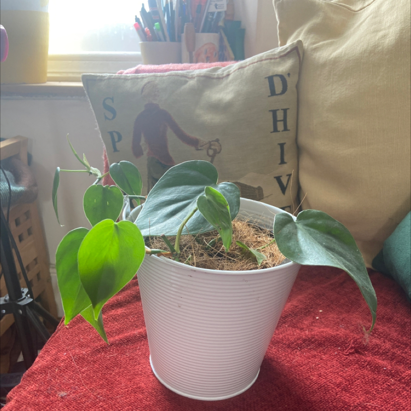 Philodendron Scandens plant photo by Jess named Emerson on Greg, the plant care app.