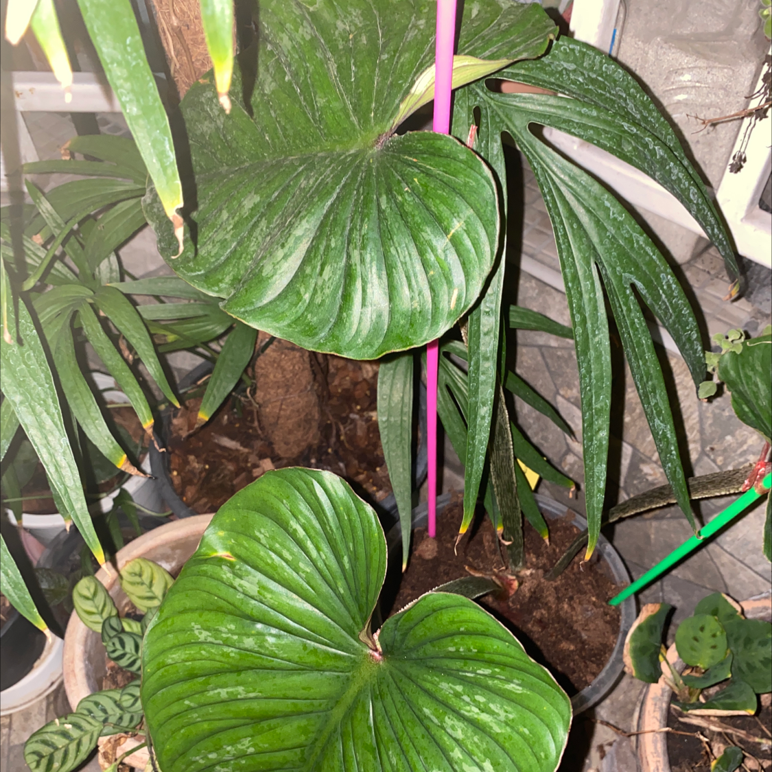 Philodendron plowmanii plant with large green leaves in a pot, soil visible.
