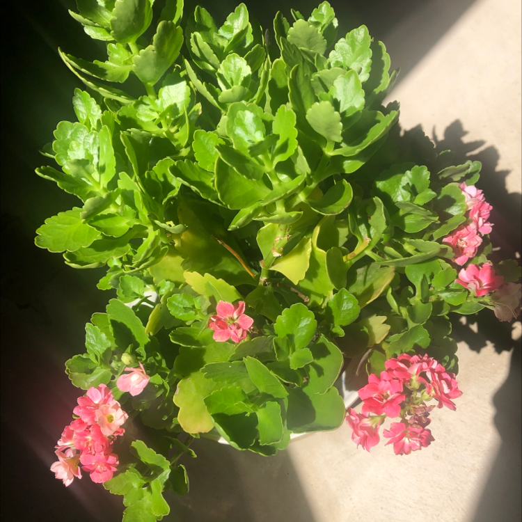 Florist Kalanchoe plant photo by @Arely13 named Rosa on Greg, the plant care app.