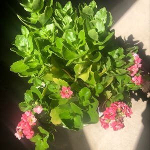 Florist Kalanchoe plant photo by @Arely13 named Rosa on Greg, the plant care app.