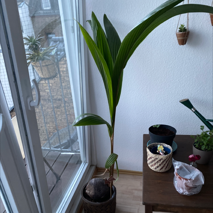 Indoor coconut plant near a window with vibrant green leaves and visible soil.