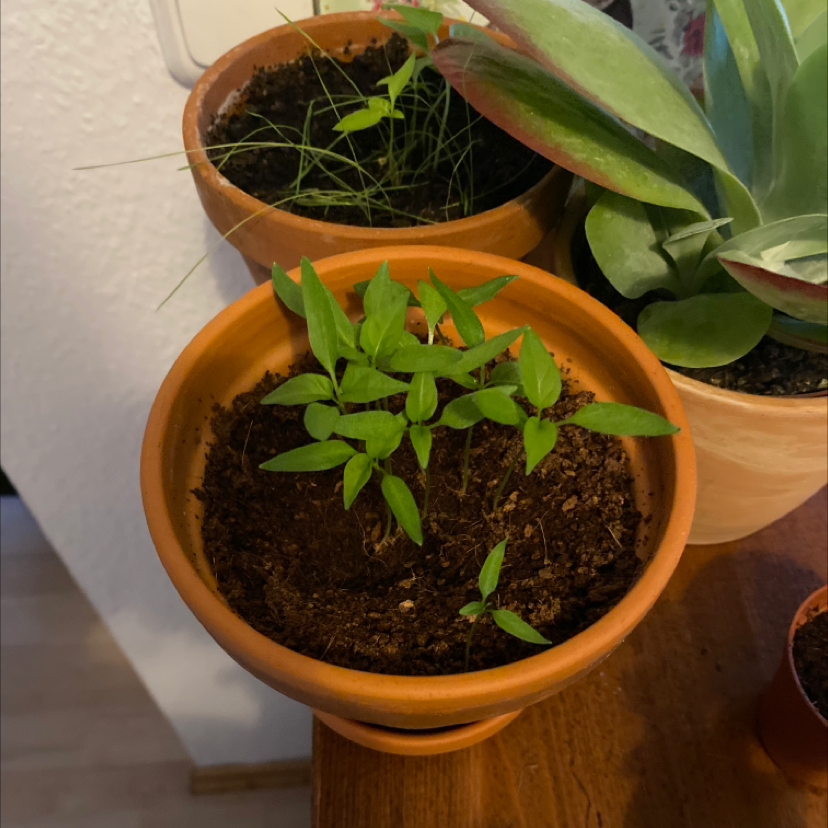 Young Tabasco Pepper plant in a terracotta pot with healthy green leaves.