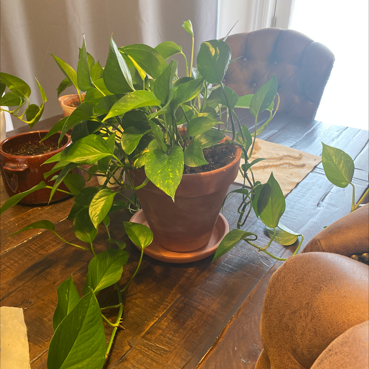 Taro Vine plant photo by Kaitlin named james on Greg, the plant care app.