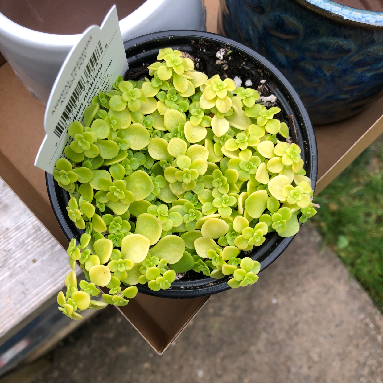 Photo of the plant species Japanese stonecrop by @bbella named Forrest on Greg, the plant care app