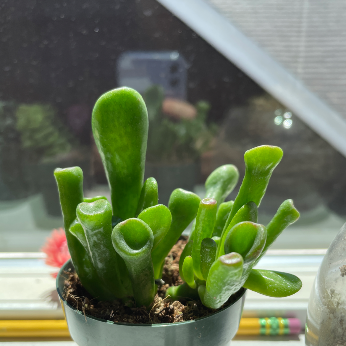 Gollum Jade plant in a pot on a windowsill with vibrant green tubular leaves.
