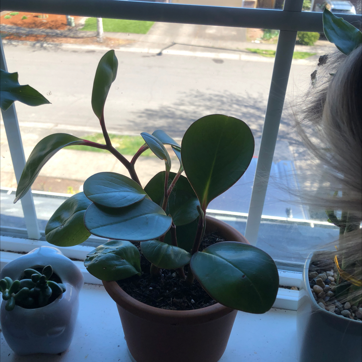 Baby Rubber Plant plant photo by @bbella named Bigleef Smalls on Greg, the plant care app.