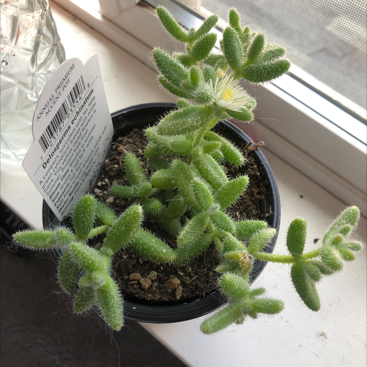 What Do Pickle Plant Flowers Mean?