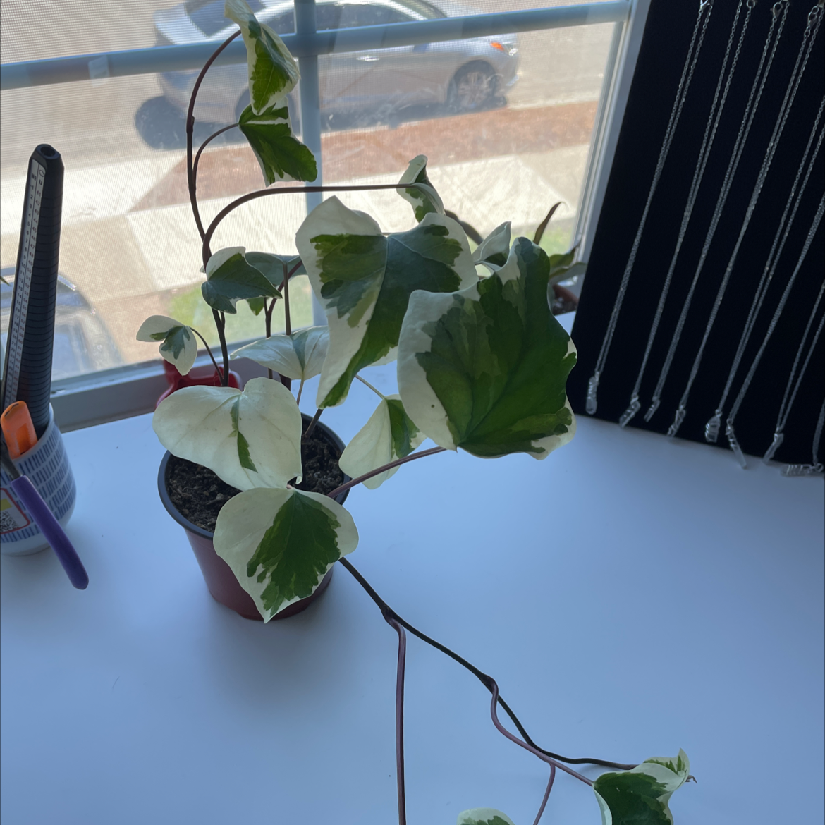 Photo of the plant species variegated ivy by @bbella named Harper on Greg, the plant care app