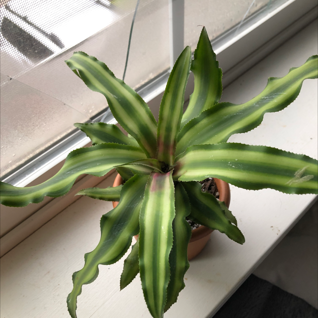 Earth Stars plant with green and yellow striped leaves in a pot on a windowsill.