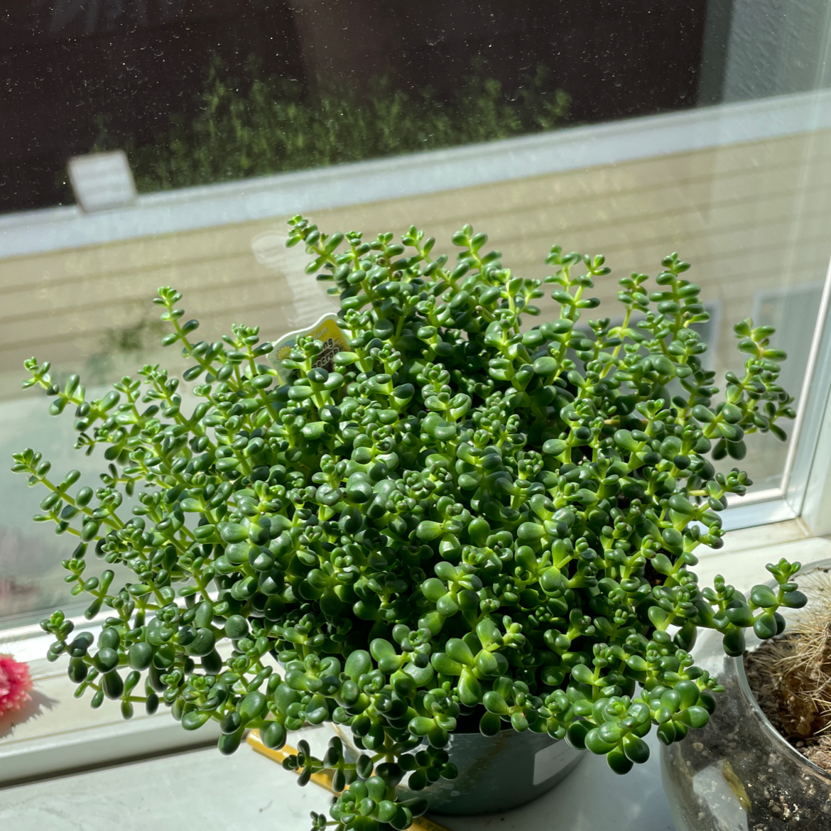 Photo of the plant species Spreading Stonecrop by @bbella named Willow on Greg, the plant care app