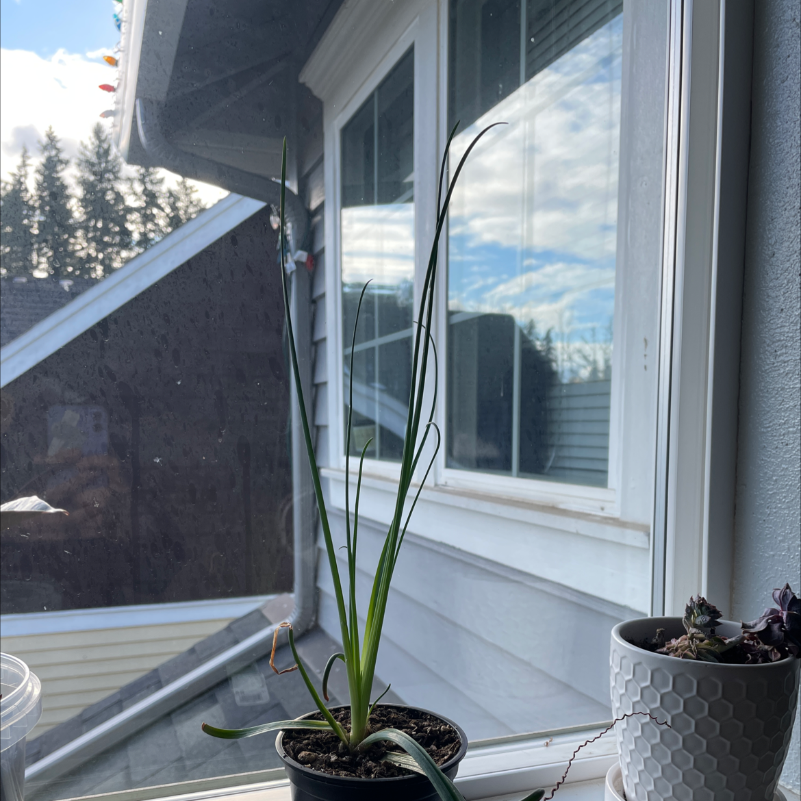 Frizzle Sizzle plant on a windowsill with some browning at the tips of the leaves.