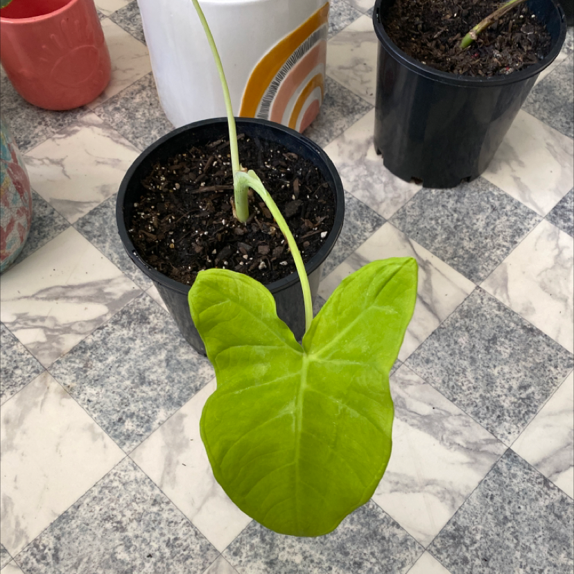 Photo of the plant species Lime Zinger Elephant Ear by Alexandra named Keith on Greg, the plant care app
