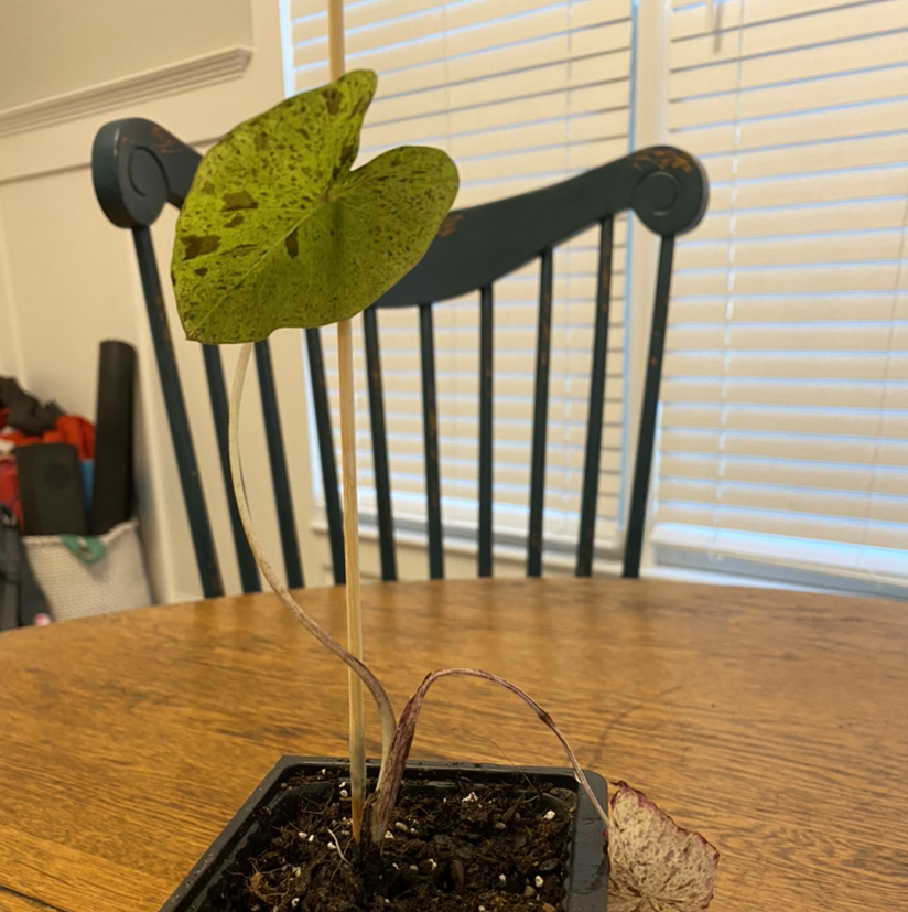 Taro 'Mojito' plant with green and brown leaves in a pot on a wooden table.