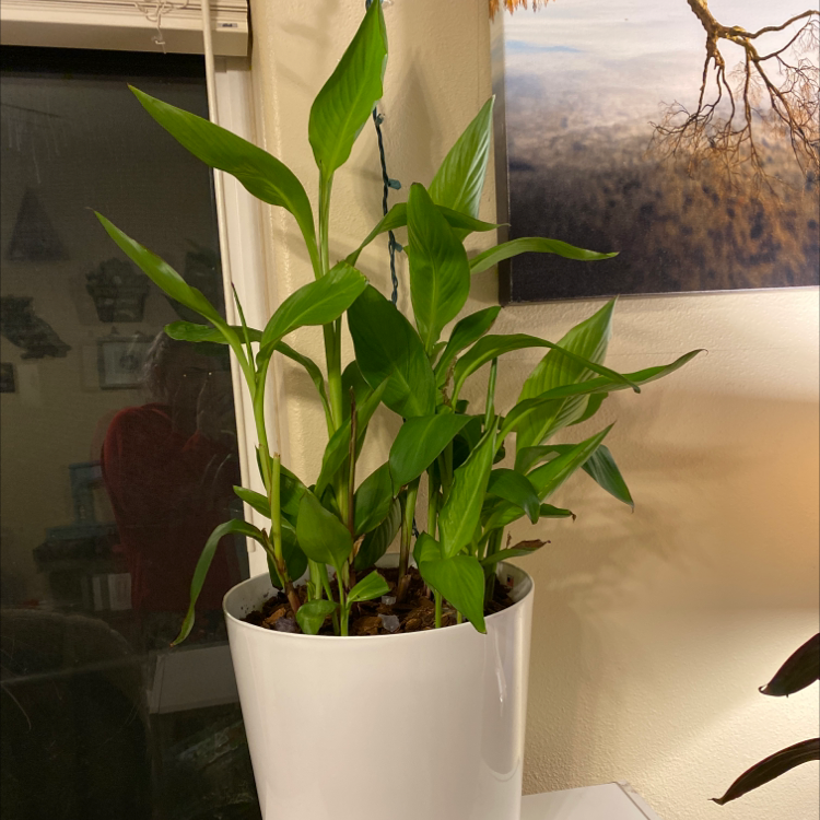 💧 Why Are My Canna Lily Leaves Droopy?