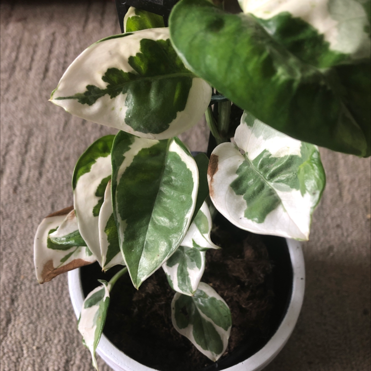 Photo of the plant species Glacier Pothos by Phoebe named daphne on Greg, the plant care app