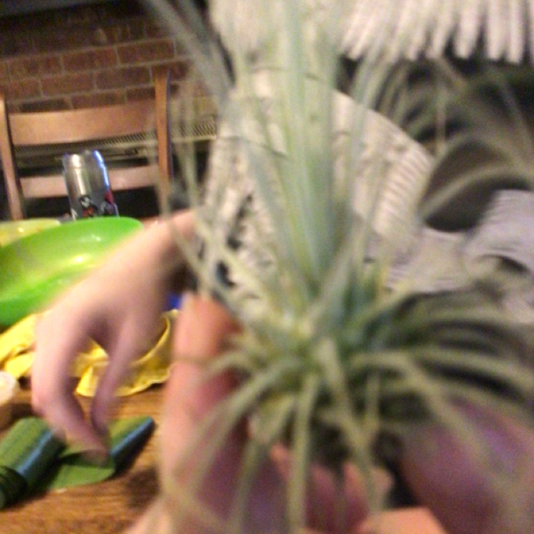 Photo of the plant species Tillandsia Fuchsii v. Gracilis by @Axolotlthecool named Rainbow on Greg, the plant care app