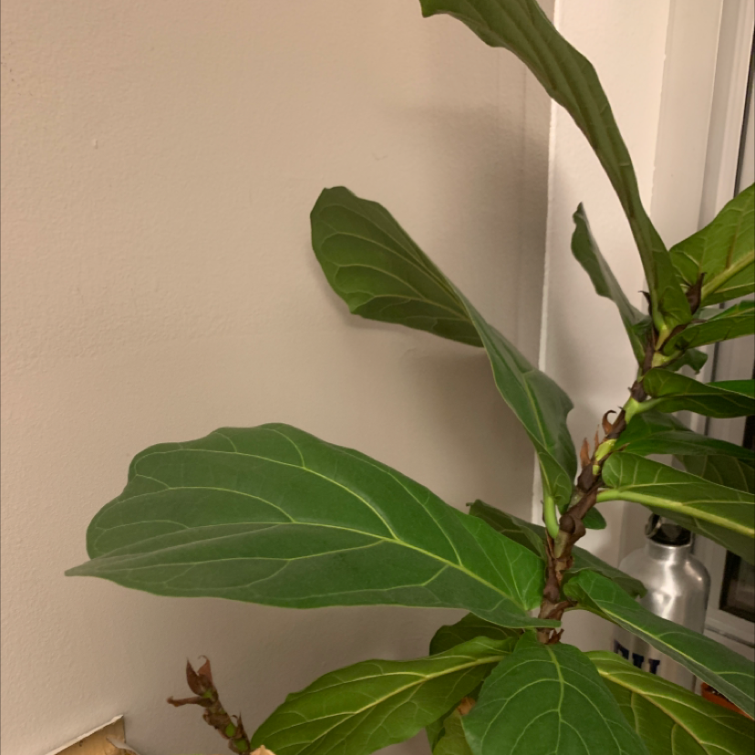 Fiddle Leaf Fig plant photo by Alexandra named Treeyonce on Greg, the plant care app.