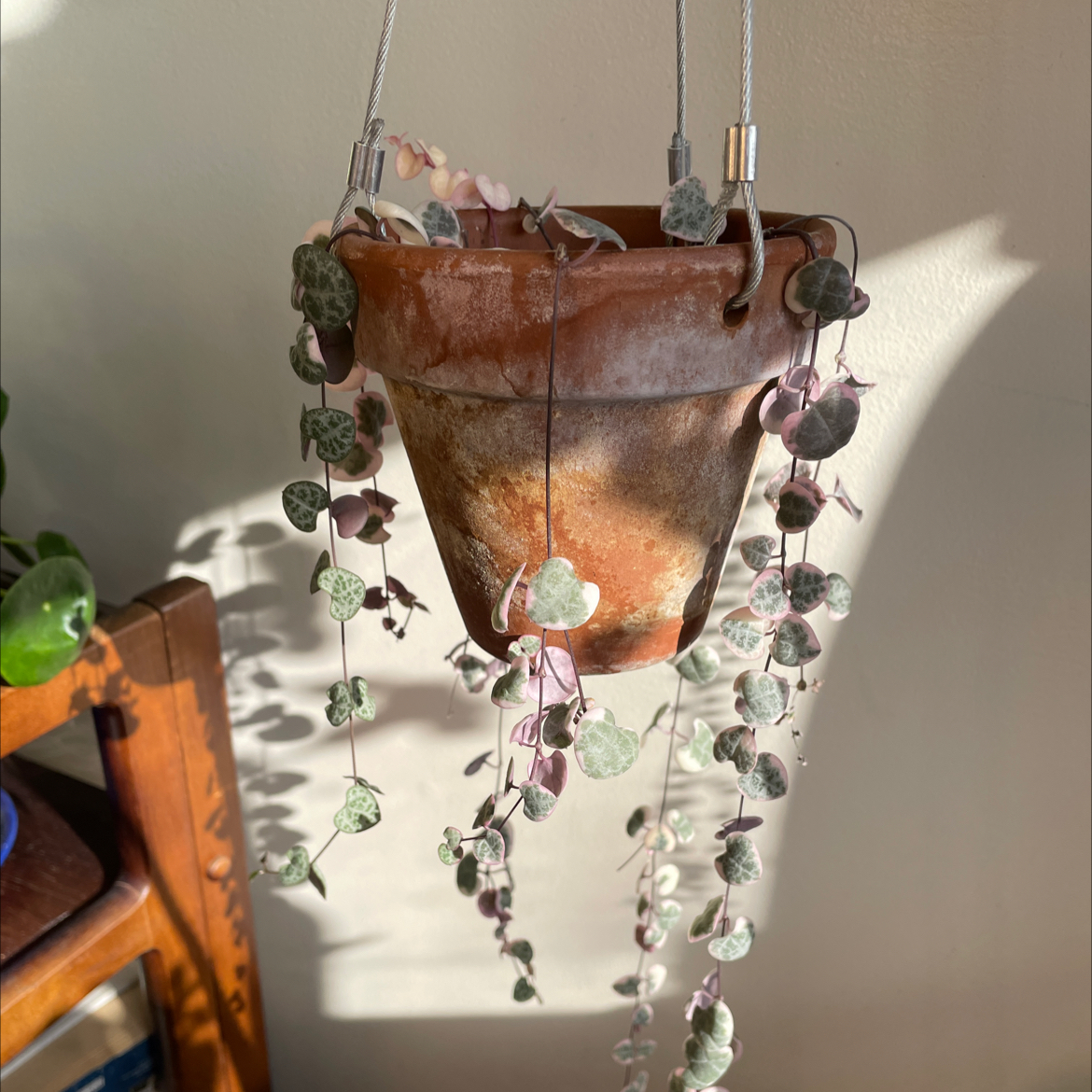 Photo of the plant species String of Hearts by @saratheflame named Princess on Greg, the plant care app