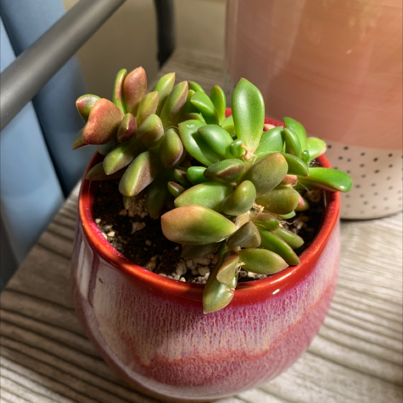 Succulent plant in a red pot with visible soil and slight reddish discoloration on some leaves.