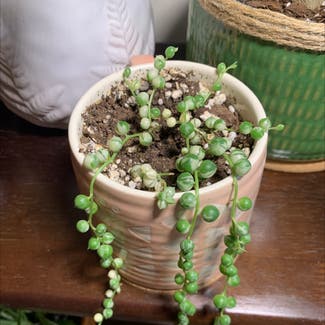 Variegated String of Pearls plant in New York, New York