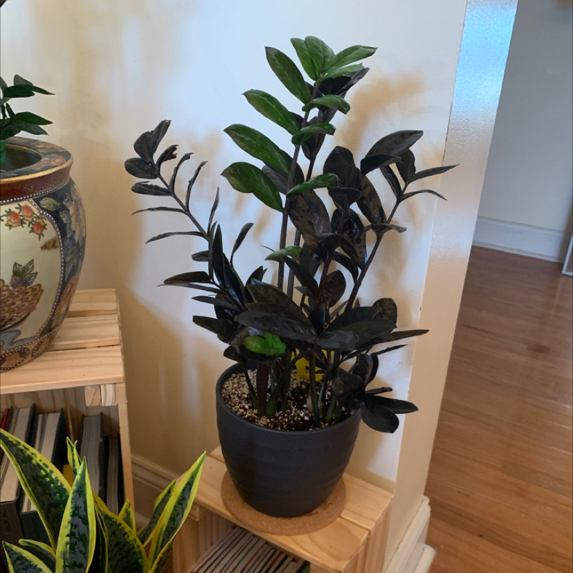 Potted Raven ZZ Plant with dark, glossy leaves, placed on a wooden shelf.