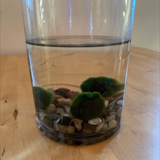 Marimo plant in New York, New York