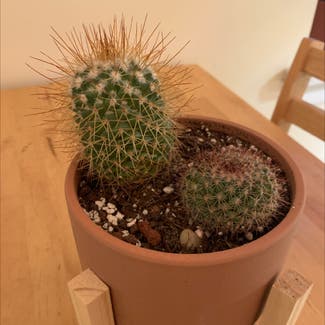 Correll's hedgehog cactus plant in New York, New York