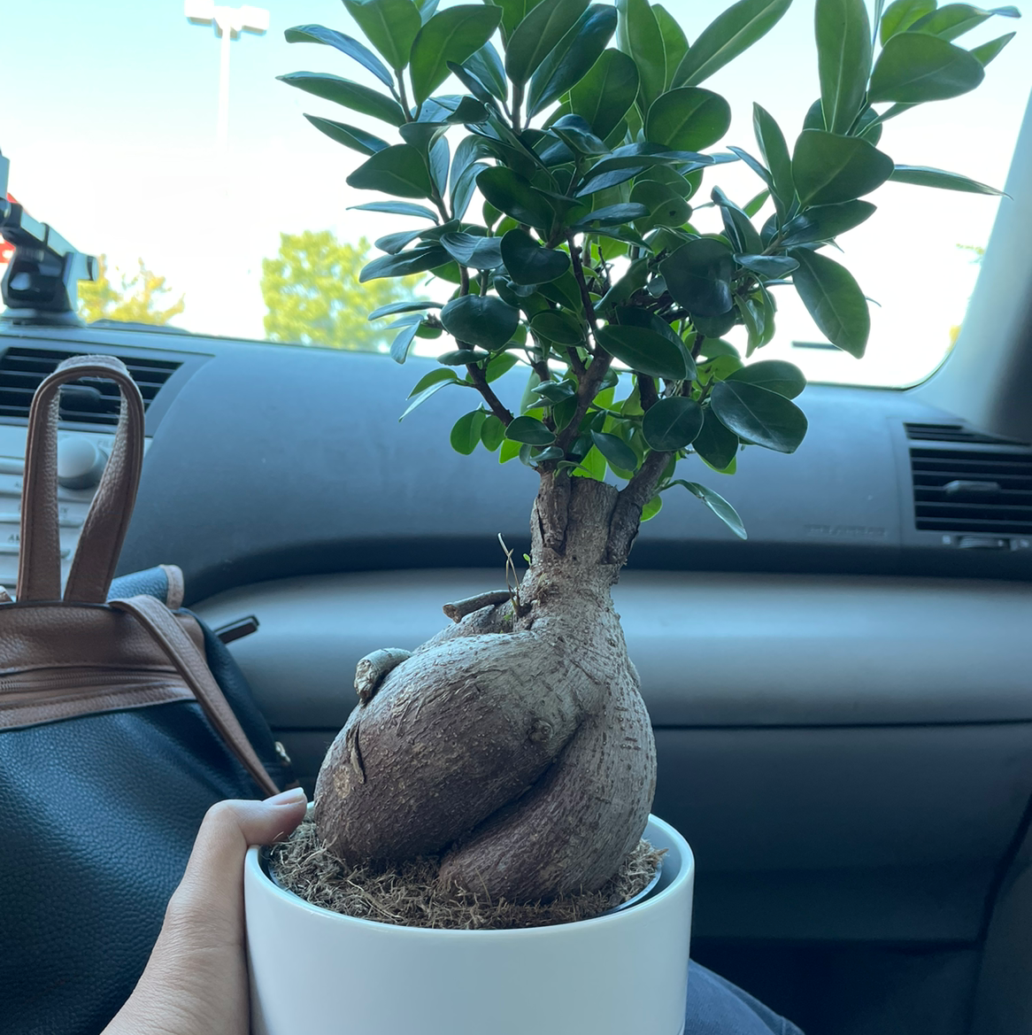 Ficus Ginseng is Toxic To Cats 🐈