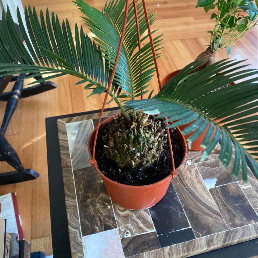 Potted Sago Palm with healthy green fronds indoors on a table.