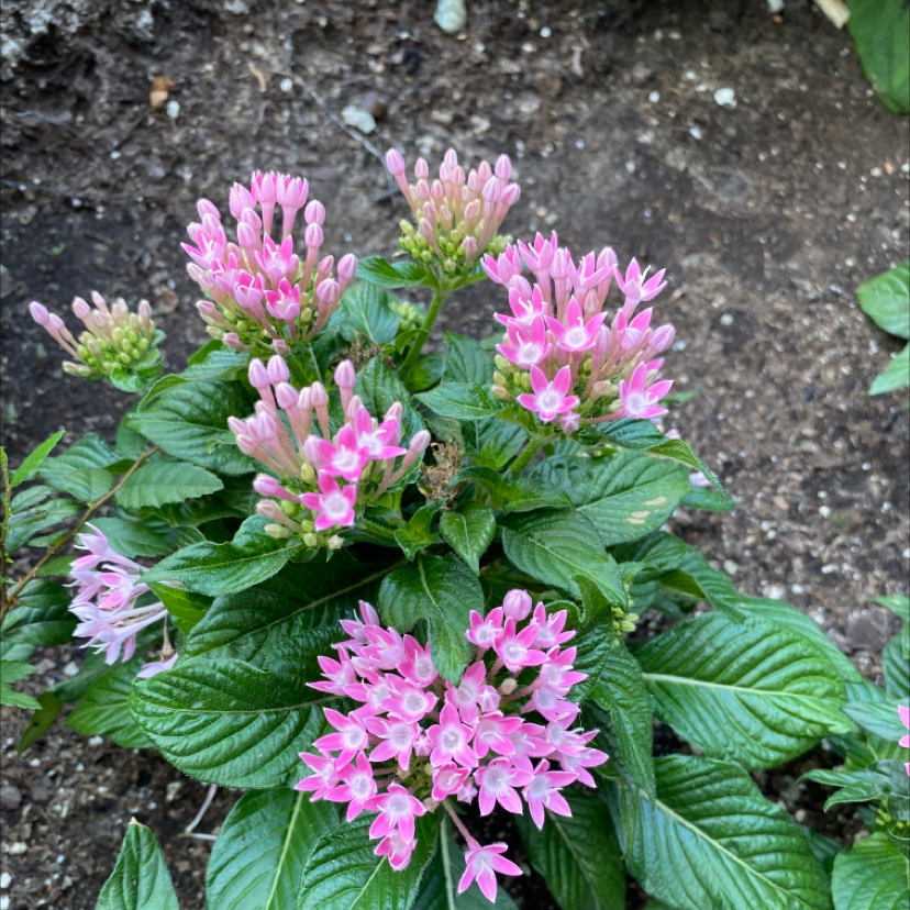 Healthy Egyptian Starcluster plant with pink flowers and green leaves in visible soil.