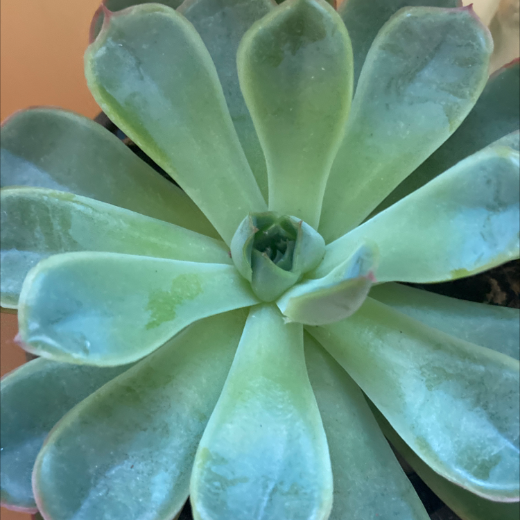 Mexican Snowball plant photo by @EmmersonH named Spike Leaves on Greg, the plant care app.