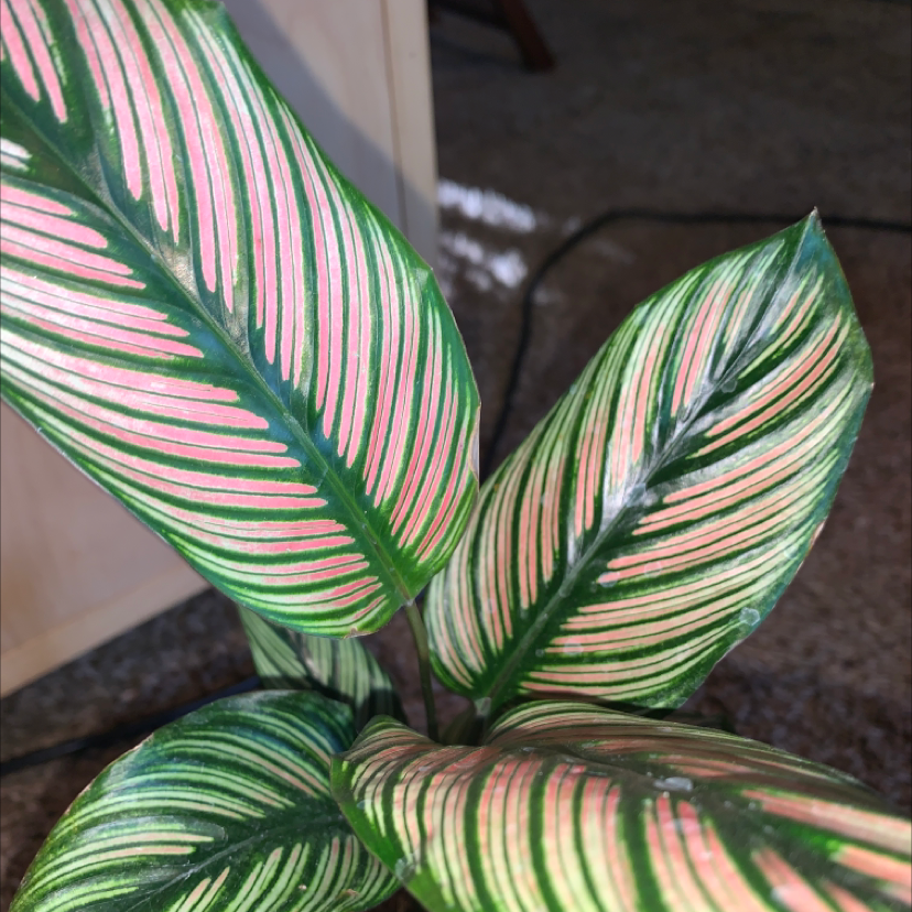 Goeppertia majestica plant with vibrant, patterned leaves, well-framed and in focus.