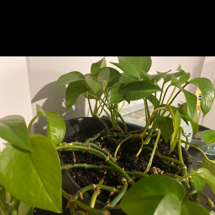 Taro Vine plant photo by @Matrix named Enby on Greg, the plant care app.