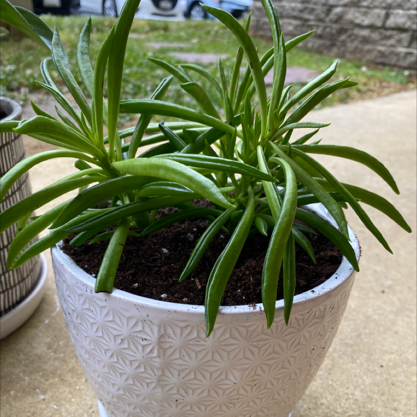 Healthy Pincushion Peperomia plant in a decorative pot with green leaves.
