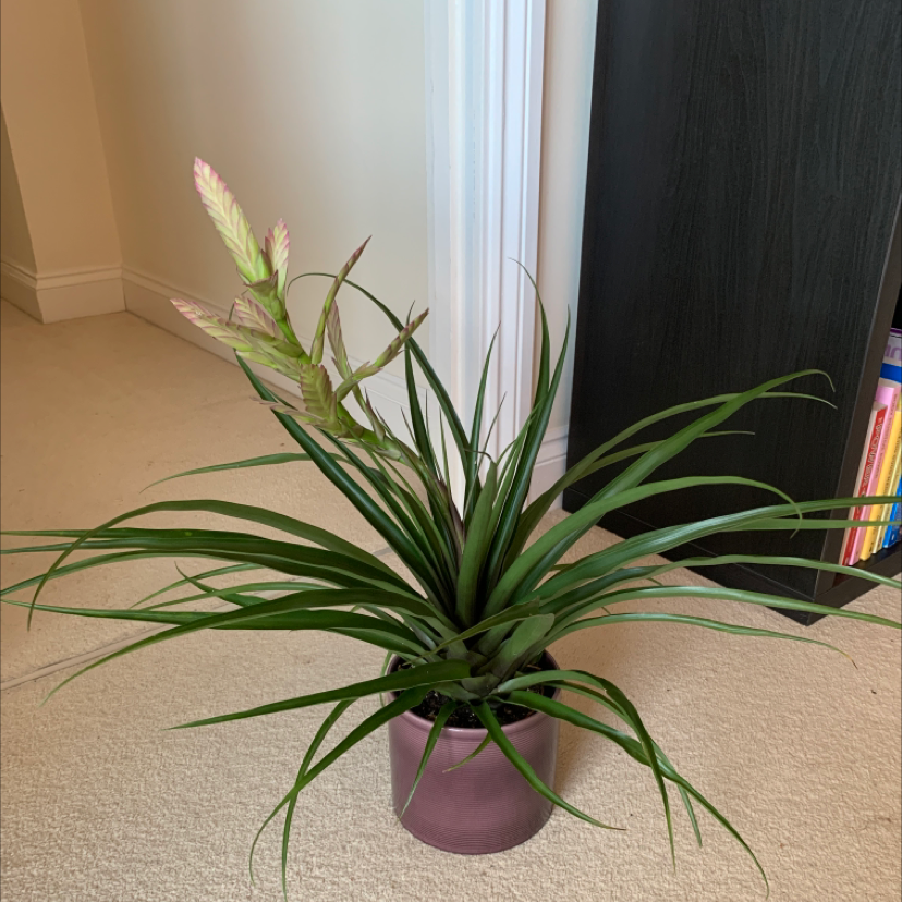 Pink Quill plant (Tillandsia cyanea) in a pot with vibrant green leaves and pink bracts.
