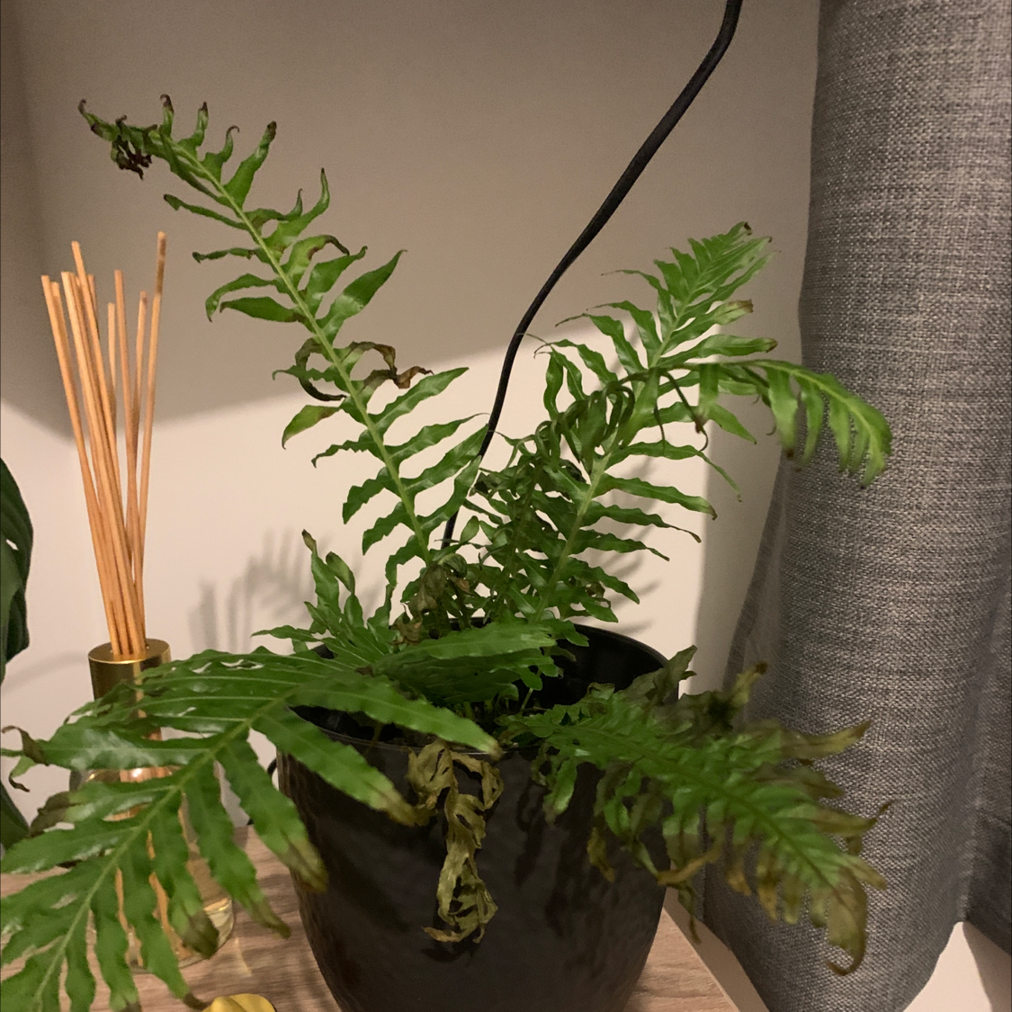 Kimberly Queen Fern in a black pot with some browning fronds, placed indoors on a wooden surface.