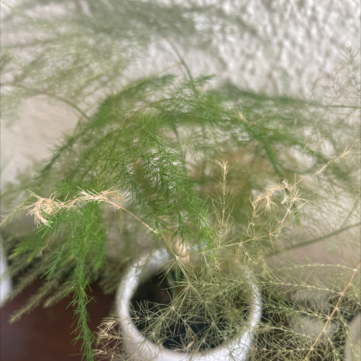 Asparagus Fern plant photo by Eliz named Fergie on Greg, the plant care app.