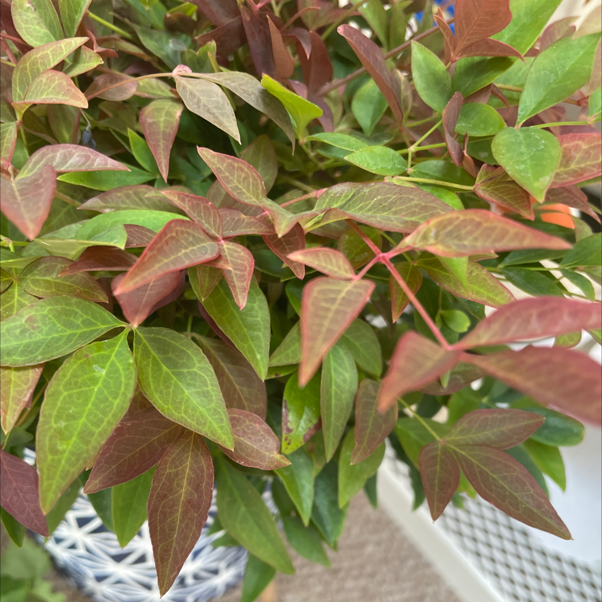 Photo of the plant species Sacred Bamboo by Eliz named Jalouse on Greg, the plant care app