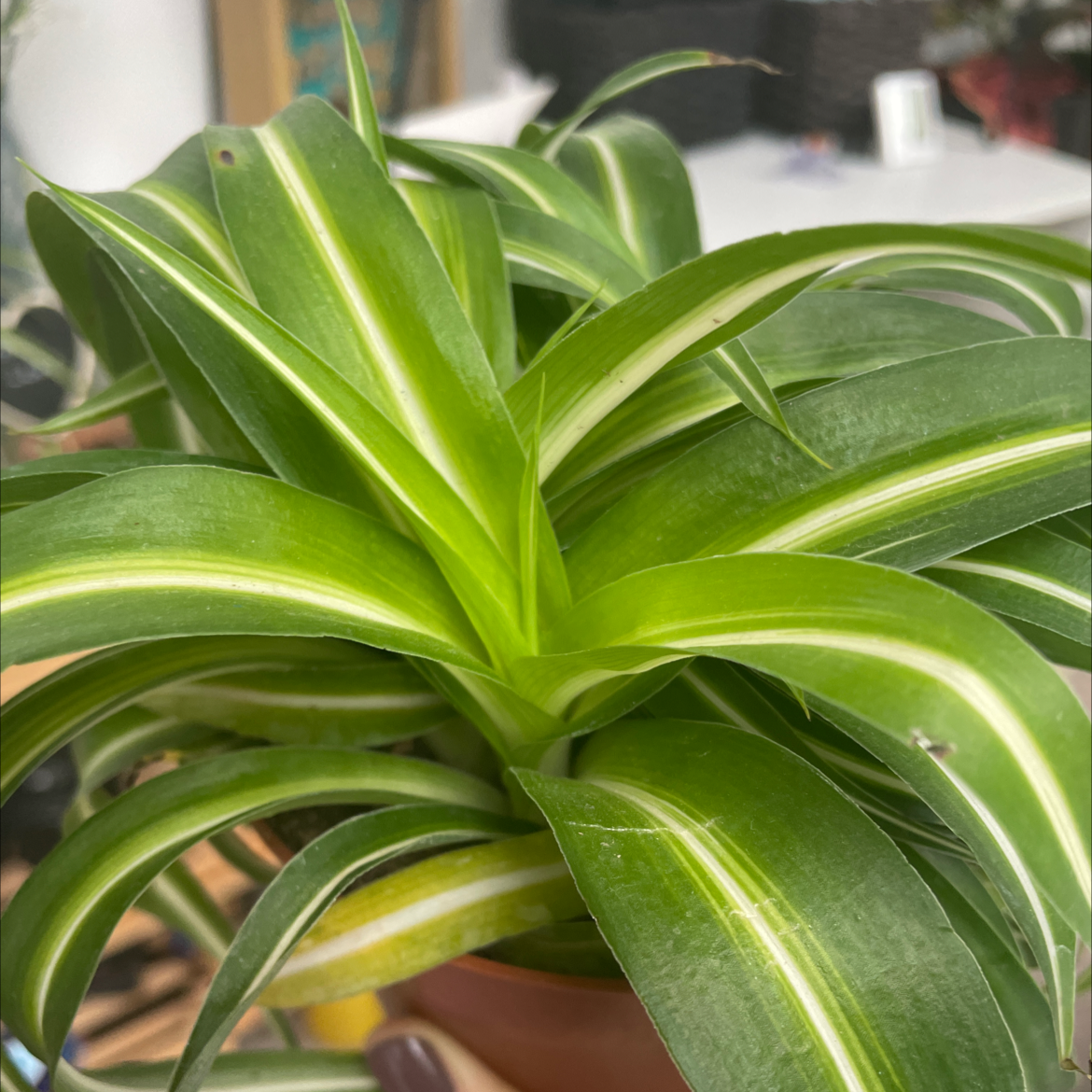 Photo of the plant species 'Himalaya' Spider Plant by Eliz named Himalaya on Greg, the plant care app