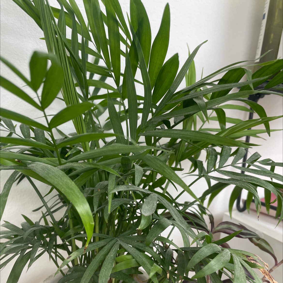 Parlour Palm plant photo by Eliz named Samuel on Greg, the plant care app.