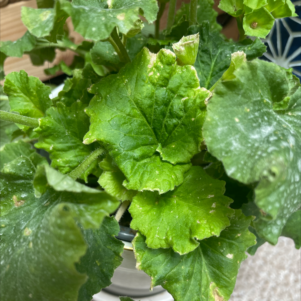 Common Primrose plant photo by Eliz named Prima on Greg, the plant care app.