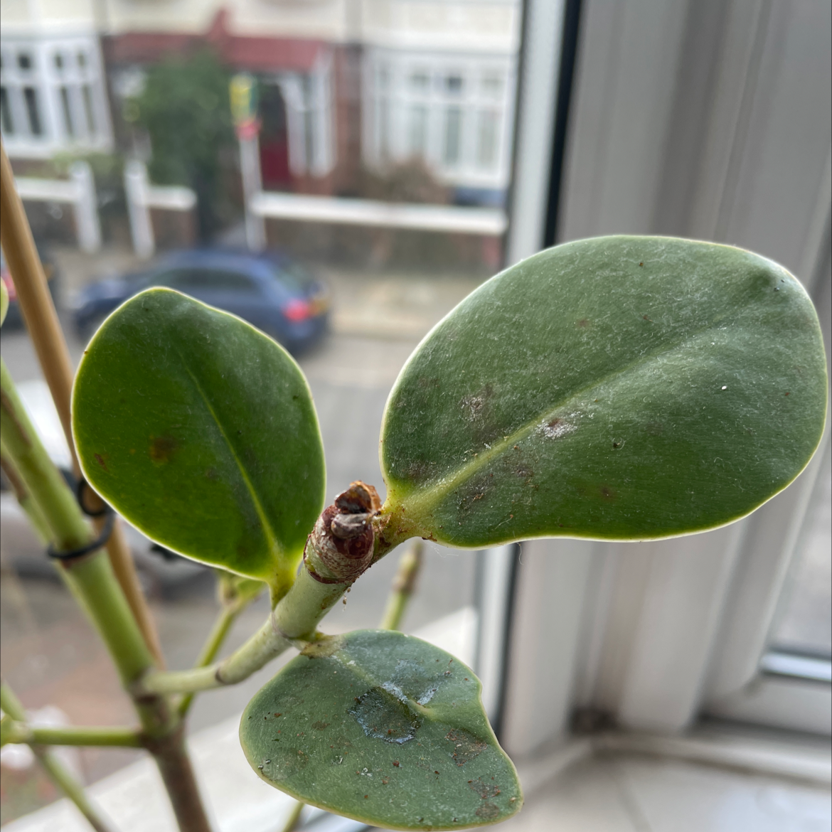 Autograph Tree plant photo by Eliz named Harald on Greg, the plant care app.