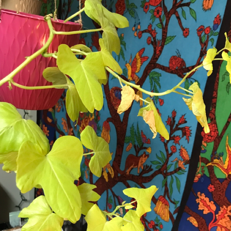 Healthy sweet potato vine with vibrant green leaves trailing against a floral blue background.