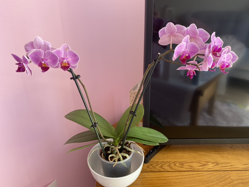 Photo of the plant species Mini Phalaenopsis Orchid by @MotherOfOrchids named Pink mini phal on Greg, the plant care app