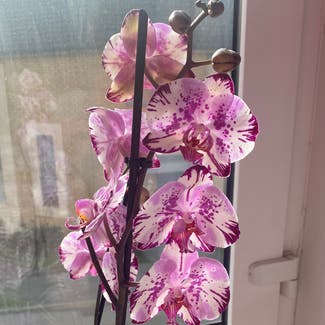 Phalaenopsis Orchid plant in Stevenage, England