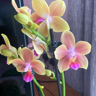 Mini Phalaenopsis Orchid plant in Stevenage, England
